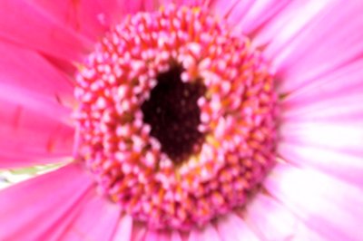 Damigella rosa da Sarah OToole